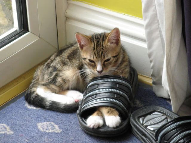 绿茵与硬木的对决，德甲争冠白热化，步行者击溃雄鹿展锋芒