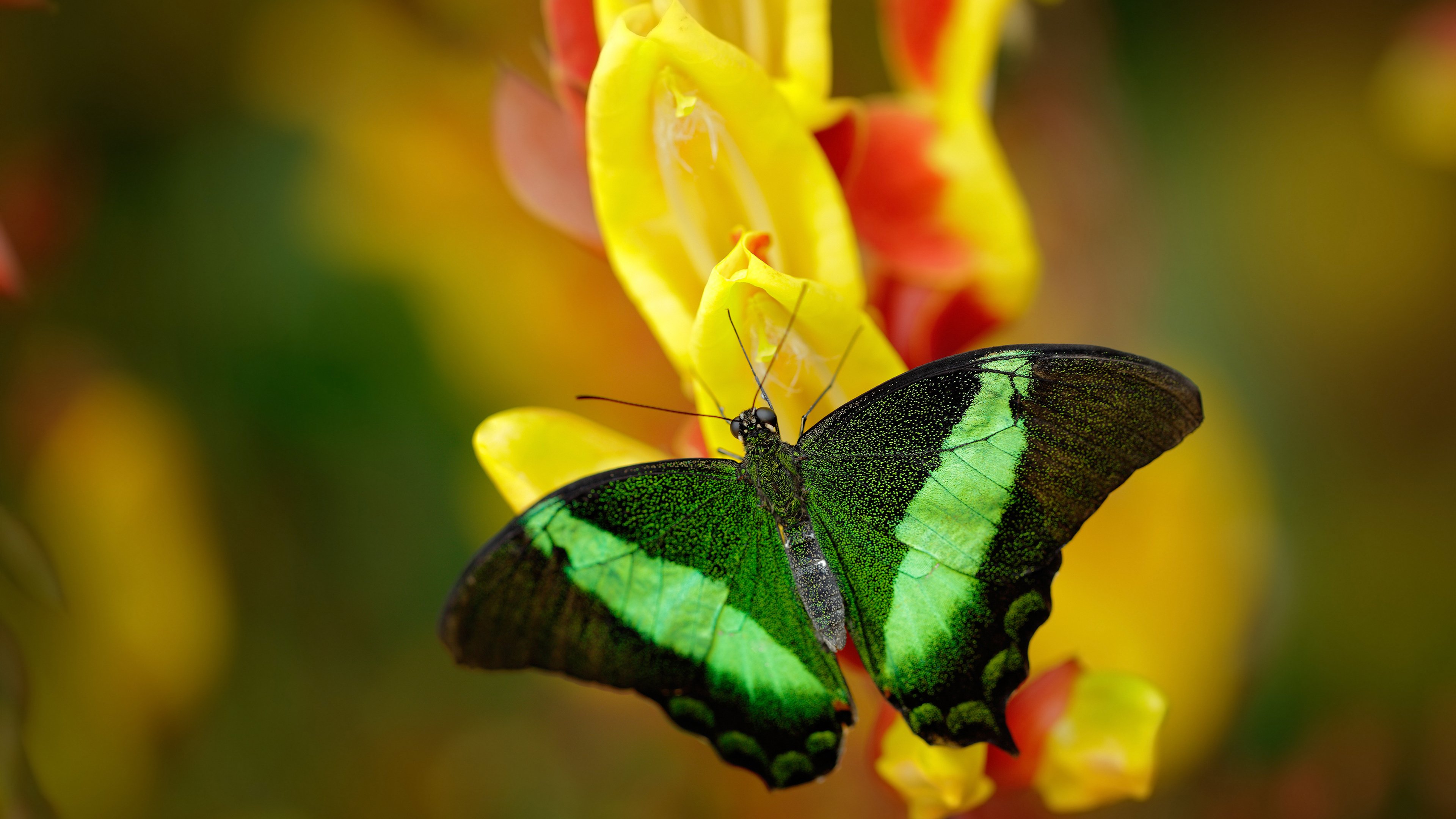 草根逆袭的幻梦与新王登基的序章,贝林厄姆一剑封喉