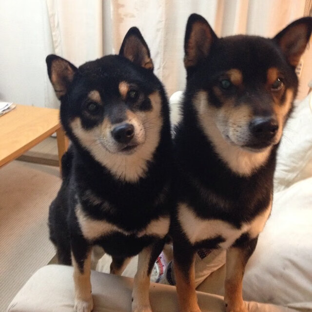 开云体育入口-哈利伯顿末节暴走导演逆转，黄蜂蛰伤鹈鹕，新生代控卫的封神之战