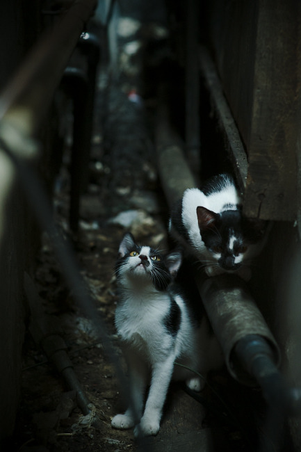 加拿大收割加纳,哈弗茨化身关键先生