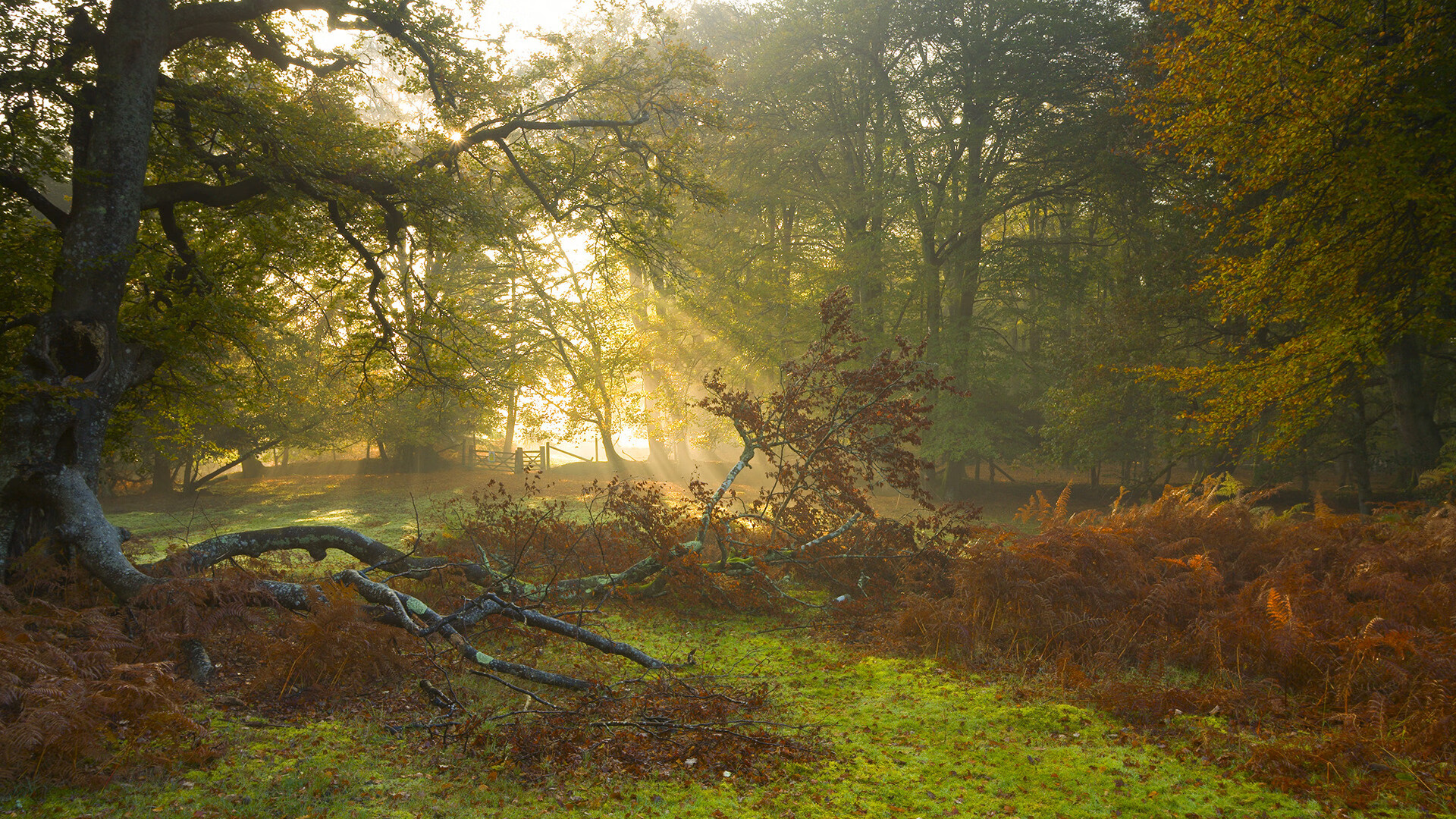 石头与玫瑰之间,当奥利维耶扼住命运的咽喉