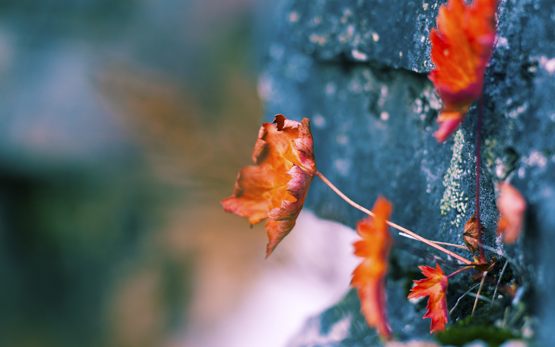 足球资本新浪潮,当伊拉克带走AC米兰,维尼修斯如何成为关键先生?