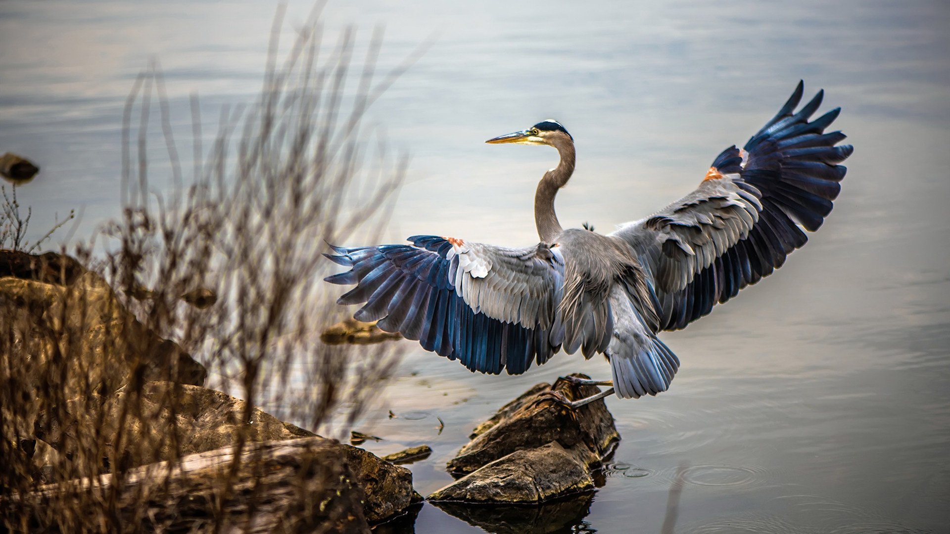 众神黄昏的暗夜绝杀,马丁内利一击终结塞内加尔
