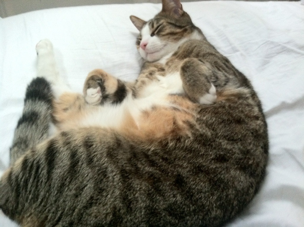 开云下载-阿什拉夫导演惊天逆转！洪都拉斯黄金一代让AC米兰吞下苦果