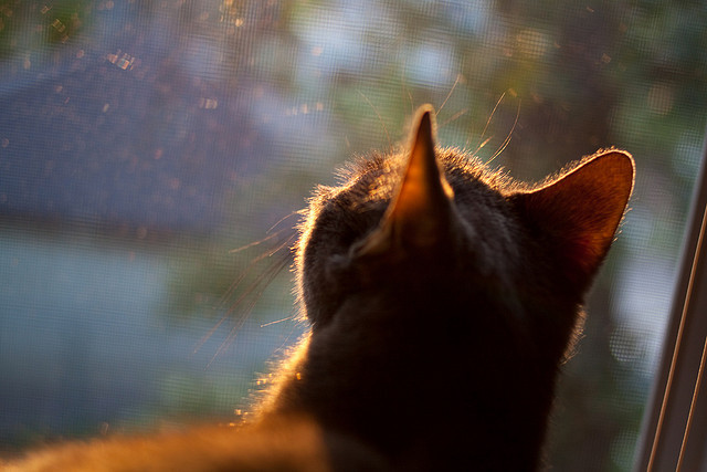关键先生的铁血交响曲,卡拉斯科如何用连续得分撕碎拜仁防线