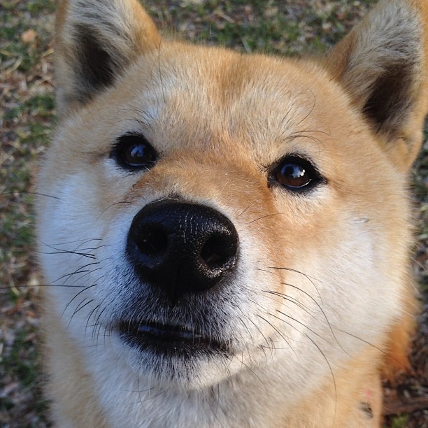 澳大利亚终结委内瑞拉,姆巴佩当选关键先生