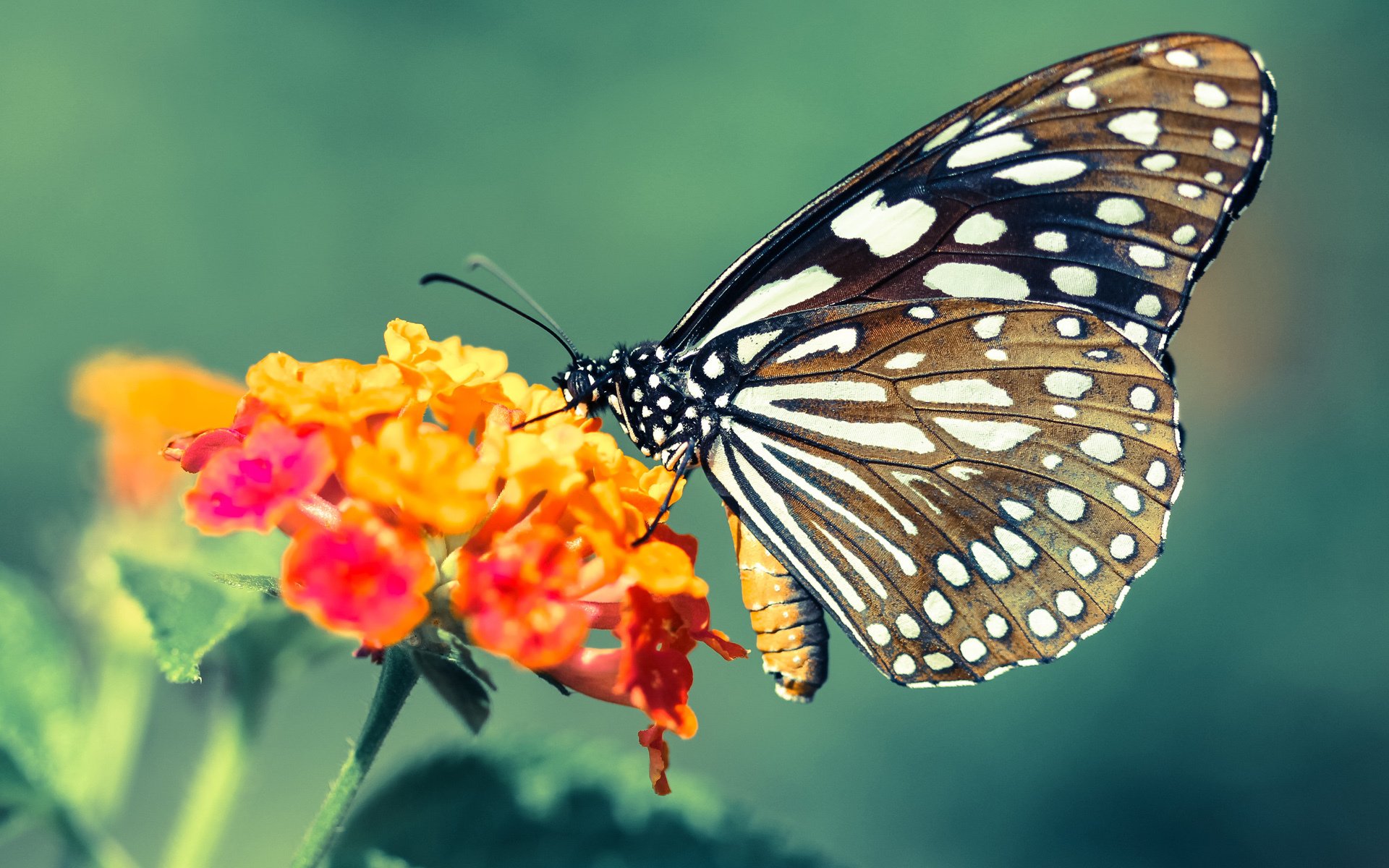 欧洲杯战报，爱尔兰奇迹带走比利时，穆勒加时绝杀成关键先生