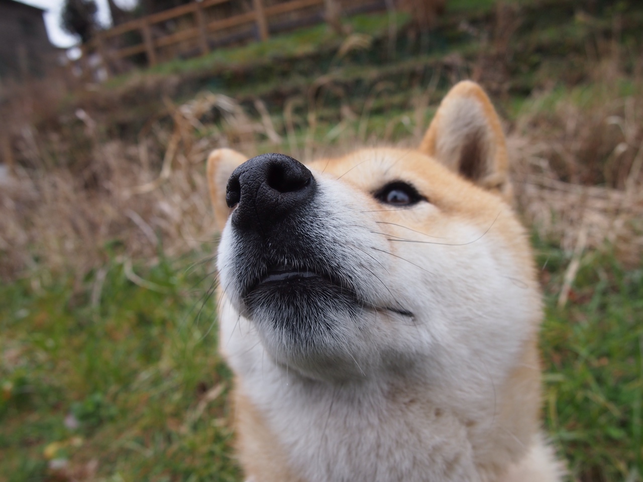 抢七封神！福克斯破纪录之夜改写联盟历史