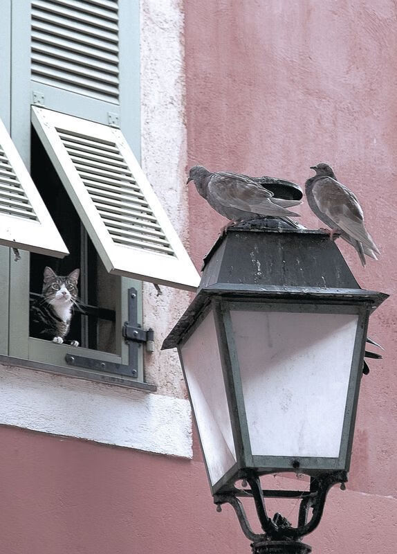 绝对统治力！浓眉狂砍43+17，灰熊22分大胜北京暴露亚洲篮球真实差距