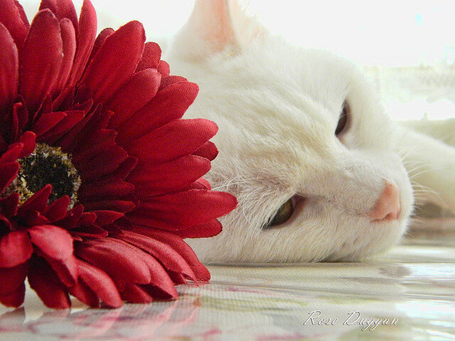 赛道上的篮球风云，活塞精神在F1年度争冠战中击败湖人荣耀