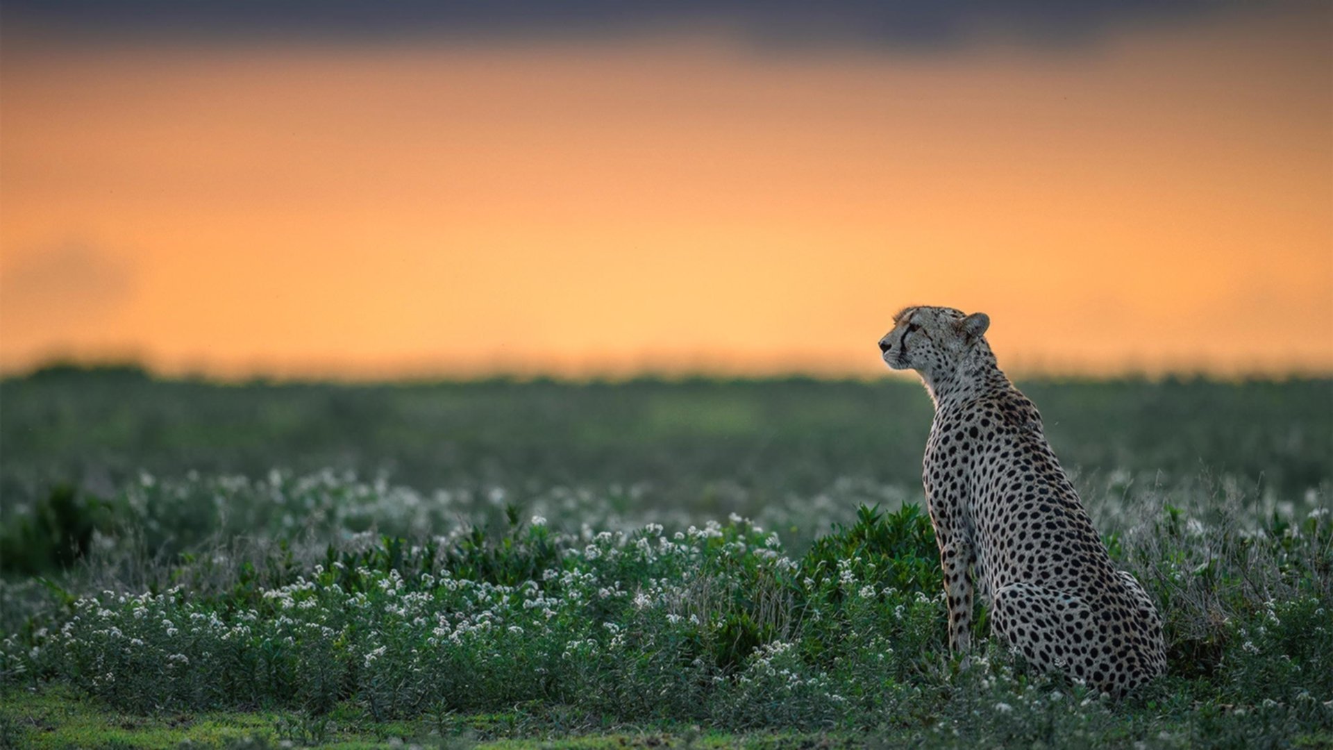 速度与逆转，引擎轰鸣与终场绝杀的双重奏