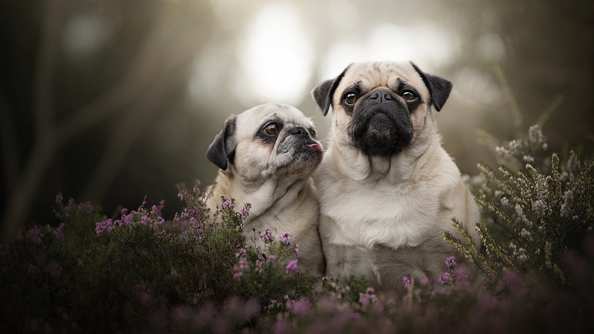 奇才硬仗取胜山西队,班凯罗攻防两端统治比赛